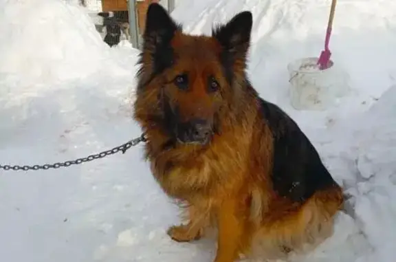 Найдена собака, Дзержинск, фото: Найдена собака женского пола, промзона Дзержинска, Дзержинск