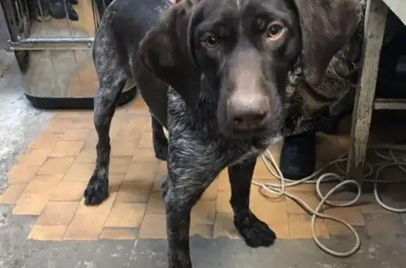 Пропала собака, Шоссейная улица, Ростов-на-Дону - photo