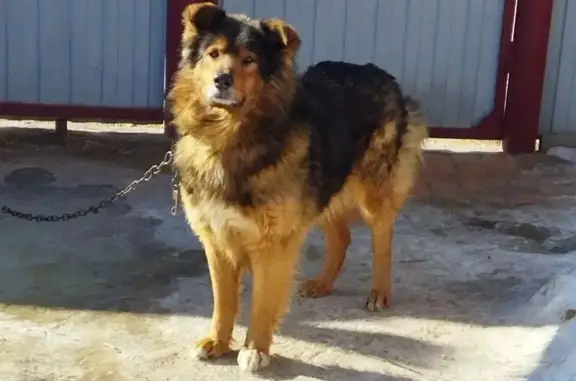 Собаки потеряшки, Петровск-Забайкальский, фото: Потеряшка собака, Петровск-Забайкальский, Забайкальский край - крупной породы