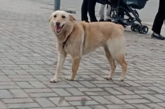 Найдена собака, Ростов-на-Дону, фото: Найдена собака, проспект Королёва, 10/4, Ростов-на-Дону - в красной шлейке