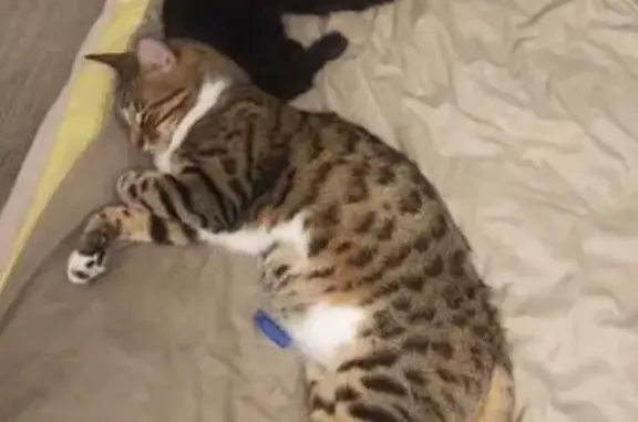 Пропала кошка, улица Чкалова, 19, Первоуральск - photo