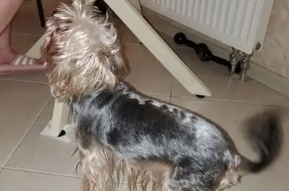 Найдена собака, Обнинск, фото: Найдена собака Мальчик, Обнинск (rf1146878)