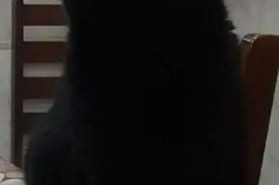 Пропала кошка Мальчик, Миасс (rl1146882) - photo