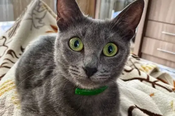 Пропала кошка, улица Голубятникова, 13, Волгоград - полностью серая - photo