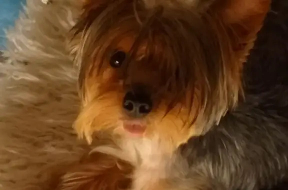 Собаки потеряшки, Вологда, фото: Потеряшка собака, улица Текстильщиков, 13, Вологда - активная девочка по кличке Буся