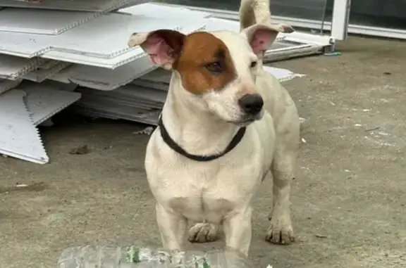 Найдена собака, Сочи, фото: Найден собака мужской, улица Энергетиков, 2А, Сочи - джек рассел с черным ошейником