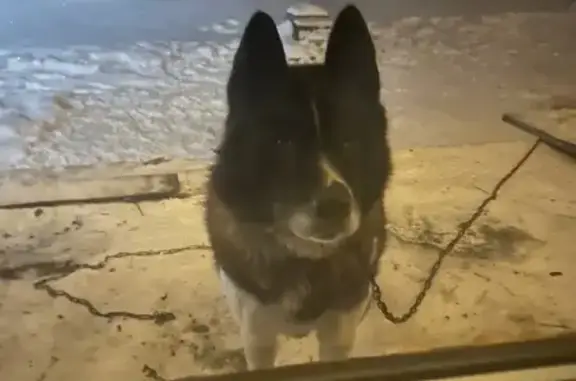 Пропала собака, проспект Автозаводцев, 65, Миасс - photo