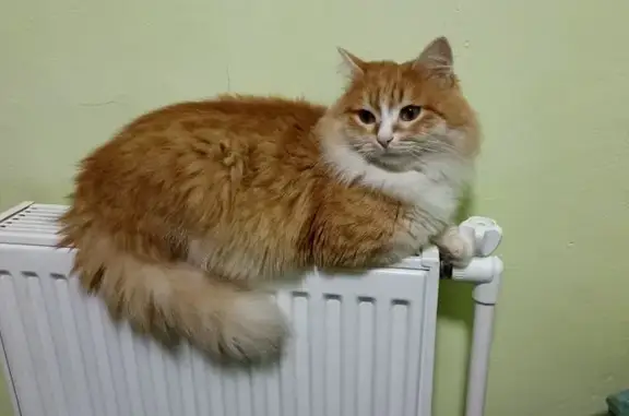 Пропала кошка, Черёмуховая улица, Башкирия - photo