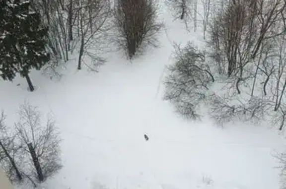 Найдена собака, Зеленоград, фото: Найдена собака, улица Лётчицы Тарасовой, Зеленоград