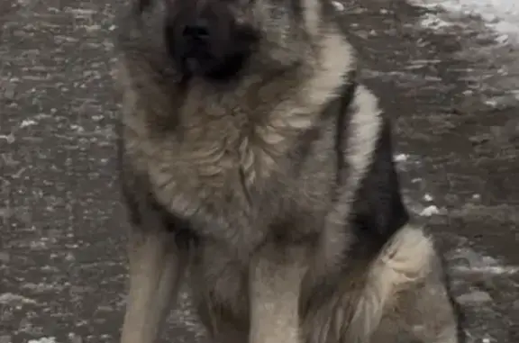 Найдена собака, Балашиха, фото: Найдена собака, улица Брагина, 3, Балашиха