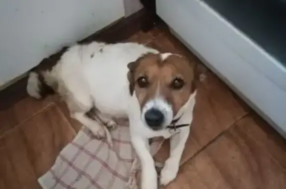 Найдена собака, Нижний Новгород, фото: Найдена собака, проспект Гагарина, 101, Нижний Новгород - похожа на Джек Рассел