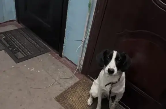 Найдена собака, Новокузнецк, фото: Найдена собака, улица Спартака, 18, Новокузнецк