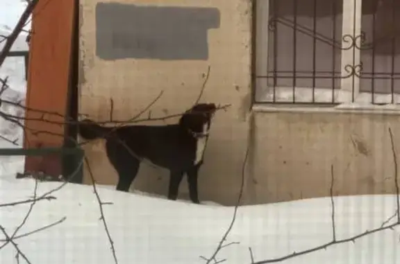 Найдена собака, Уфа, фото: Найдена собака, Владивостокская улица, 11/1, Уфа - черный окрас с ошейником