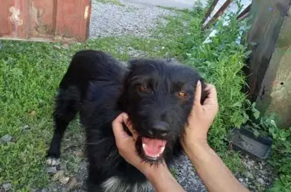Пропал собака, Белово - лохматый чёрный пёс с белой лапой - photo