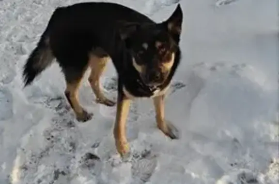 Найдена собака, Пушкин, фото: Найдена собака, Пушкинская улица, Пушкин