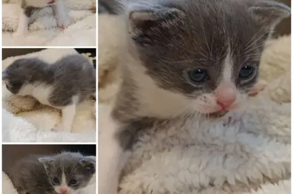 Найдена кошка, Ростов-на-Дону, фото: Найдена кошка, Молодогвардейский переулок, 31, Ростов-на-Дону - вислоухие серые и трёхцветные