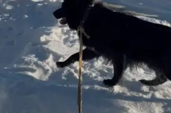 Найдена собака, Саратов, фото: Найдена собака, 2-я Садовая улица, Саратов