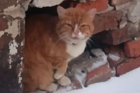 Найдена кошка, Санкт-Петербург, фото: Найдена кошка, Виленский переулок, Санкт-Петербург - рыжая, хромая