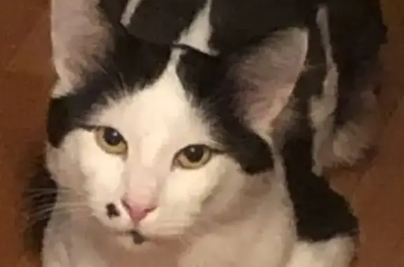 Пропала кошка Мальчик, Тольятти (rl1146914) - photo