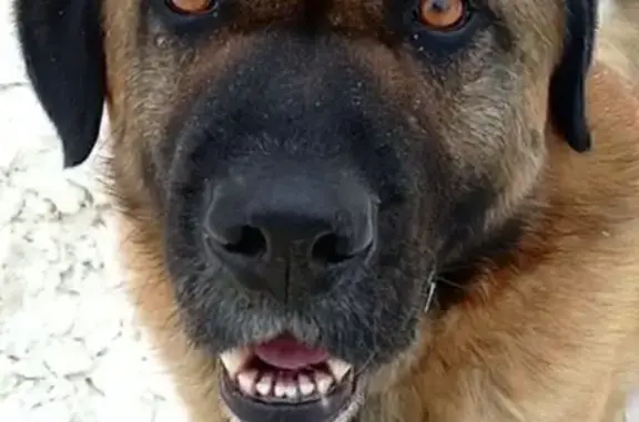 Найдена собака, Ногинск, фото: Найдена собака, 1-я Новоторбеевская улица, 14, Ногинск