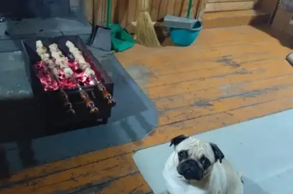 Собаки потеряшки, Электросталь, фото: Потеряшка собака, женский пол, улица Победы, 6 к1А, Электросталь - бежевая без ошейника