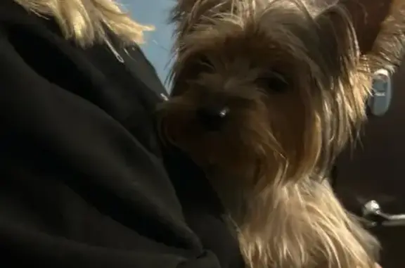 Найдена собака, Вологда, фото: Найдена собака, Петрозаводская улица, 22А, Вологда - коричнево-серая, подстрижена челка