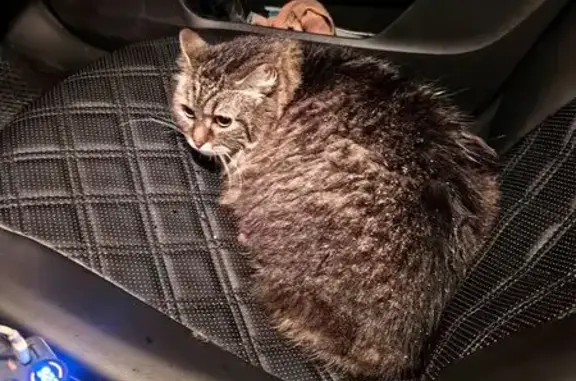 Найдена кошка, Дубровка, фото: Найдена кошка, улица Мира, 52, Дубровка