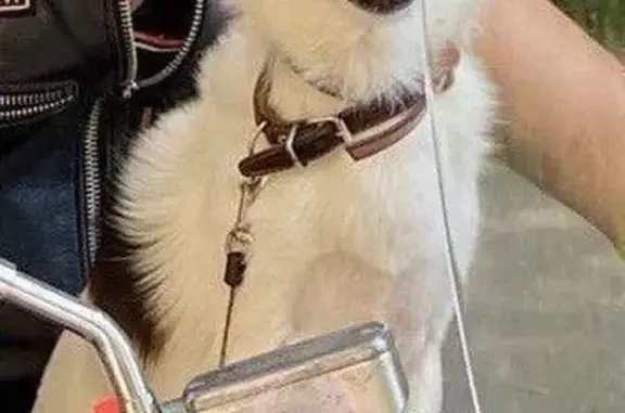 Пропала собака Мальчик, Большевик (rl1146924) - photo