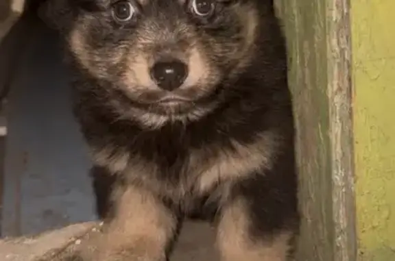 Найдена собака, Пенза, фото: Найдена собака, Пензенская улица, 7, городской округ Пенза - щенки 2 месяца, коричневый окрас