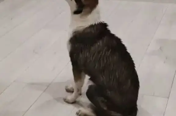 Найдена собака, Юрга, фото: Найдена собака, проспект Победы, 34Б, Юрга - молодая девочка