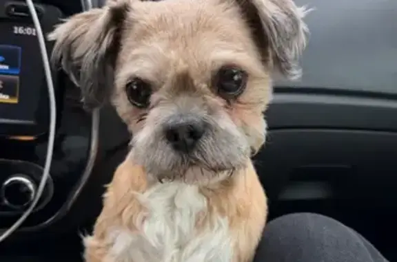 Объявления о пропавших и найденных животных, Жуковский, фото: Найдена собака, улица Гагарина, 30, Жуковский