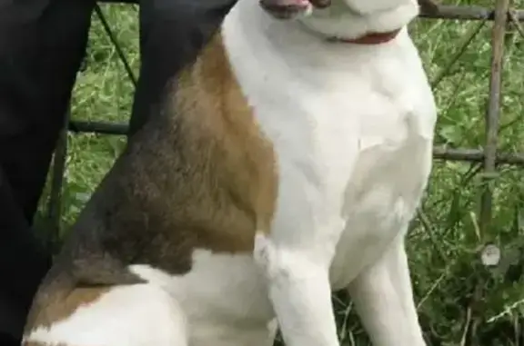 Пропал собака, Алкужи, Моршанск - пятнистый рыже-черно-белый - photo