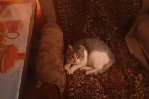 Найдена кошка, Похвистнево, фото: Найдена кошка Девочка, Похвистнево (rf1146938)