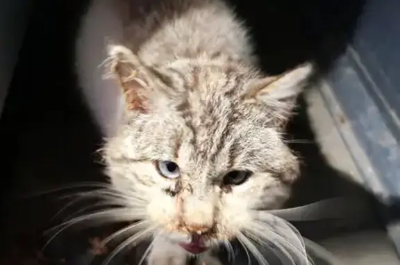 Найдена кошка, Гурьевск, фото: Найден кот, Строительная улица, Гурьевск - ручной и ласковый