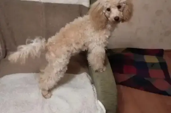 Пропала собака, проспект Победы, 178А, Казань - photo