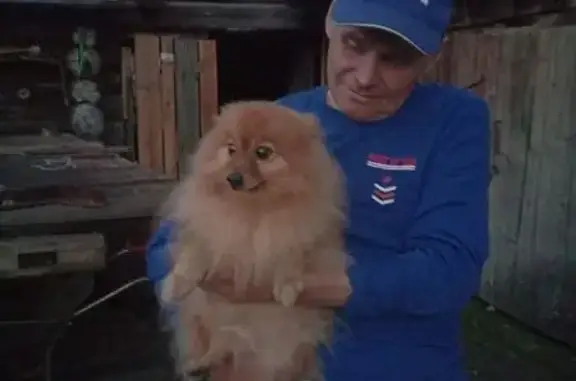 Пропала собака, улица Дружбы, 21/1, Магнитогорск - photo