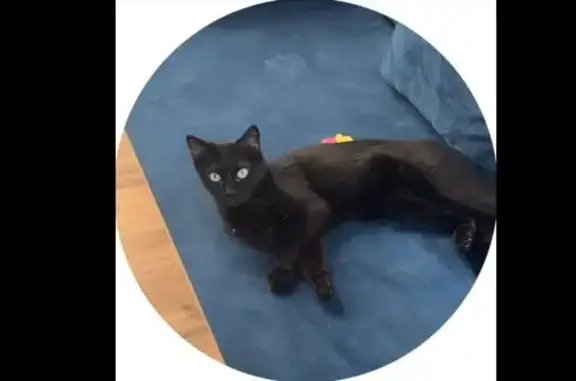 Пропала кошка, Большая Переяславская улица, Москва - photo