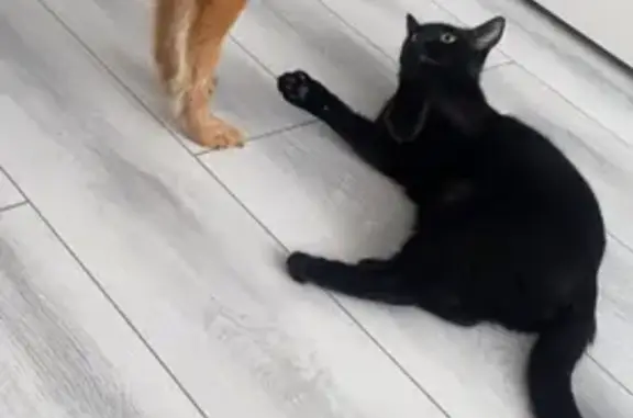 Пропала собака, Йошкар-Ола, Марий Эл - рыжая с ошейником - photo