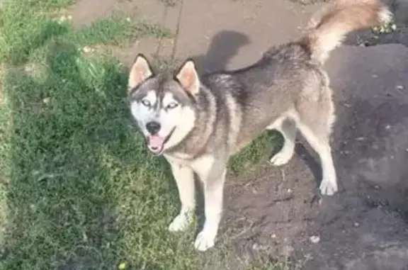 Пропала собака Мальчик, Панино (rl1146949) - photo