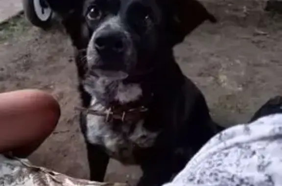 Пропала собака, 6, Просвет - чёрная дворняжка, доверчивая и дружелюбная - photo