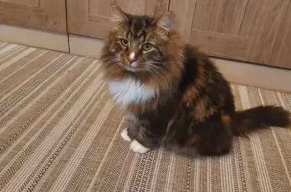 Пропал кот, улица Виктора Пислегина, 49, Луга - крупный и пушистый - photo