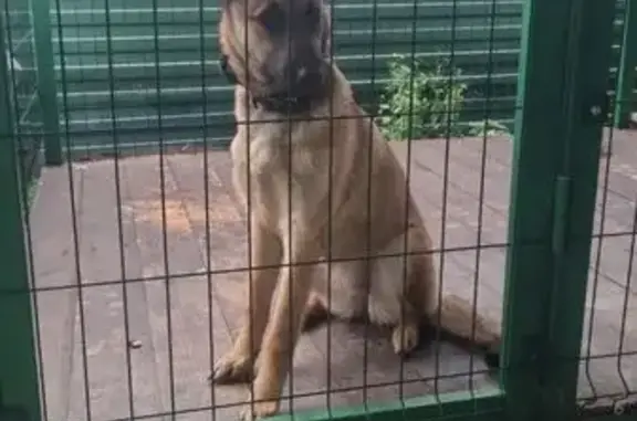 Пропала собака Девочка, Курск (rl1146957) - photo