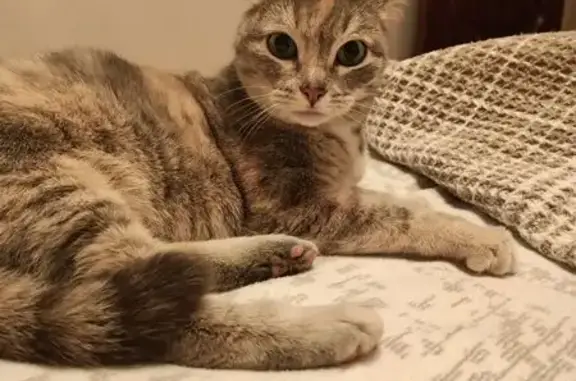 Найдена кошка, Чебоксары, фото: Найдена кошка, проспект 9-й Пятилетки, 7/13, Чебоксары - ласковая и спокойная