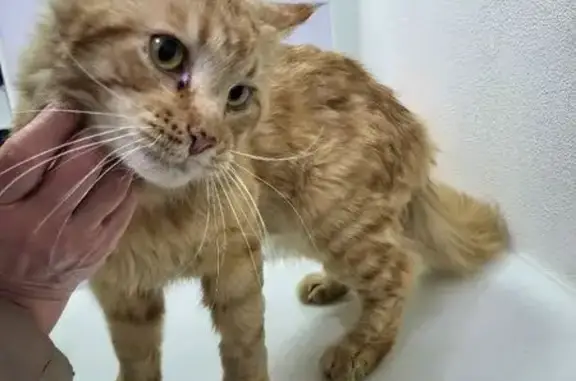 Найдена кошка, Уфа, фото: Найдена кошка, улица Ахметова, 300/3, Уфа - рыжая помесь мейн-куна