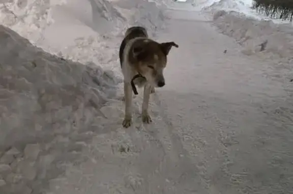 Найдена собака, Тюмень, фото: Найден собака, мужской, улица 50 лет Октября, Тюмень - старый, возможно слеповат и глухой