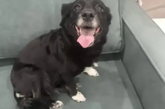 Найдена собака, Лесосибирск, фото: Найдена собака, Молодёжная улица, 5В, Лесосибирск - черно-белая с ошейником