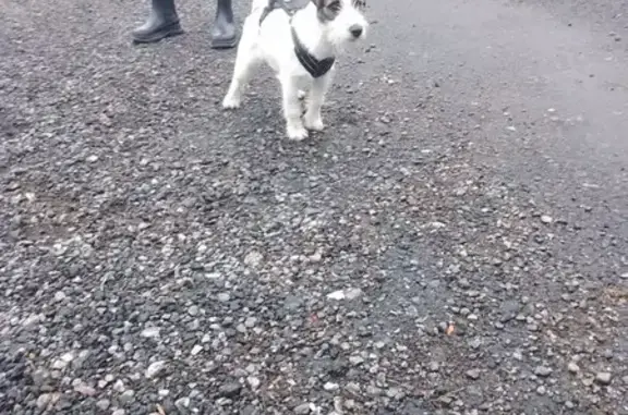 Пропала собака Мальчик, Исаково (rl1146962) - photo