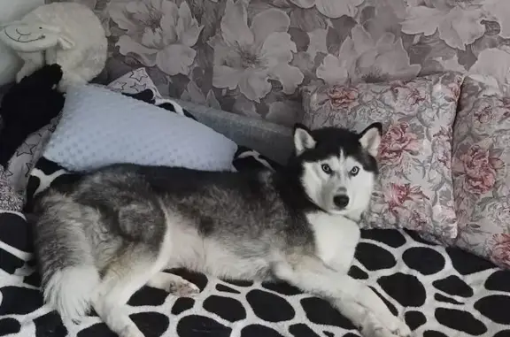 Пропала хаски в Старой Торопе, Тверская обл. - photo