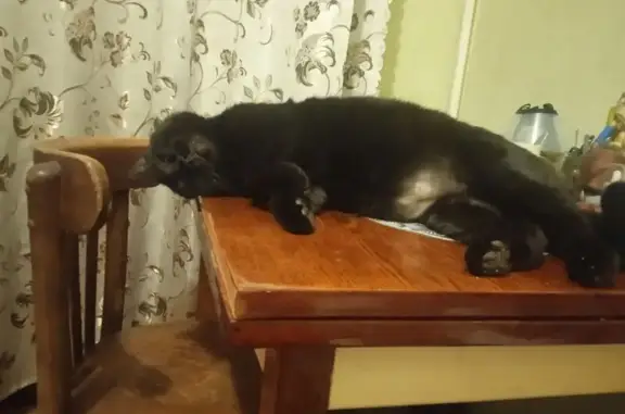 Пропал кот, улица Полбина, Ульяновск - гладкошёрстный, 10 лет - photo