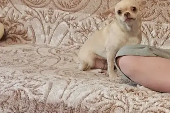 Пропала собака Девочка, Екатеринбург (rl1146966) - photo